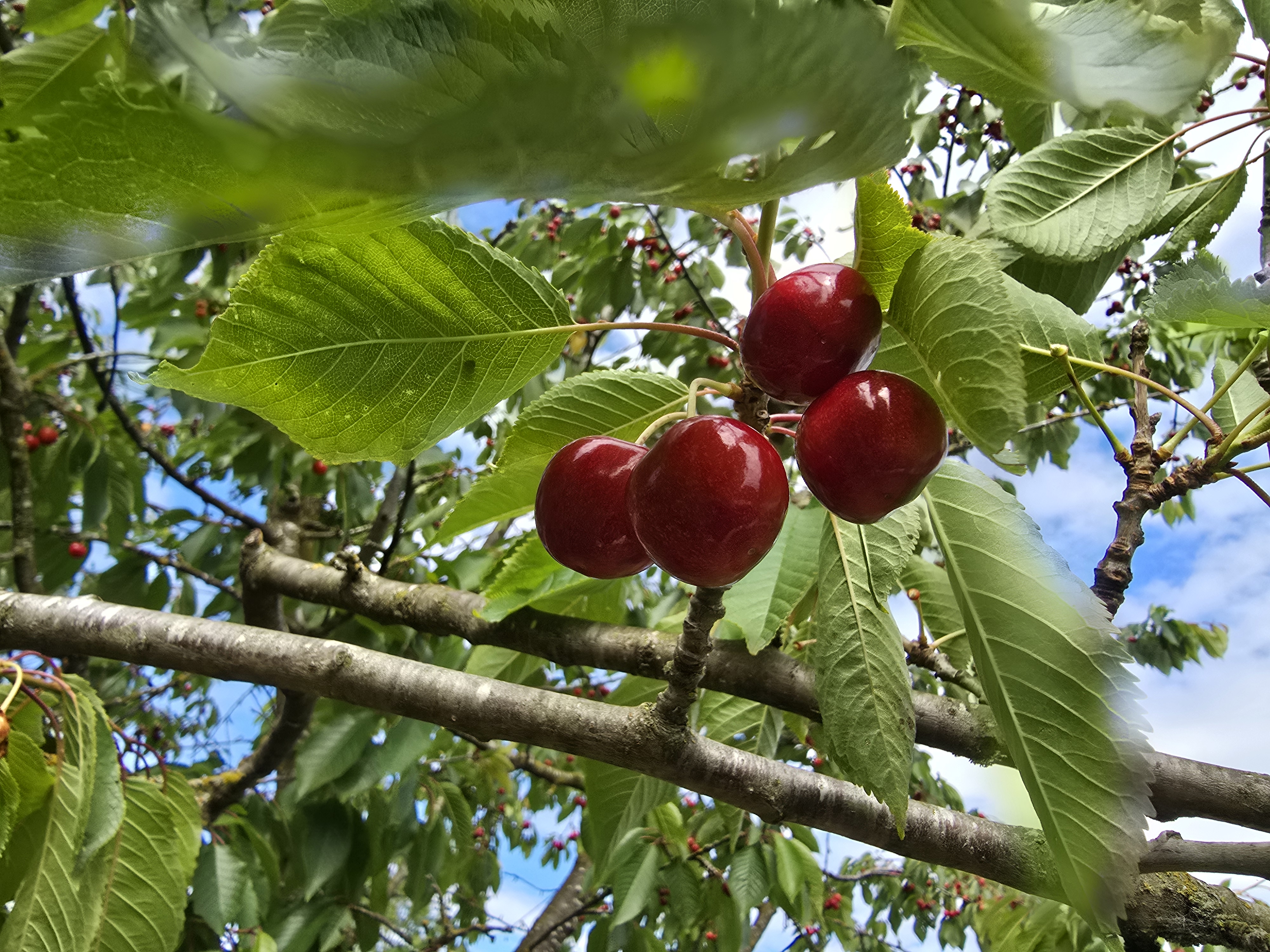 Cherries from Suter Farms