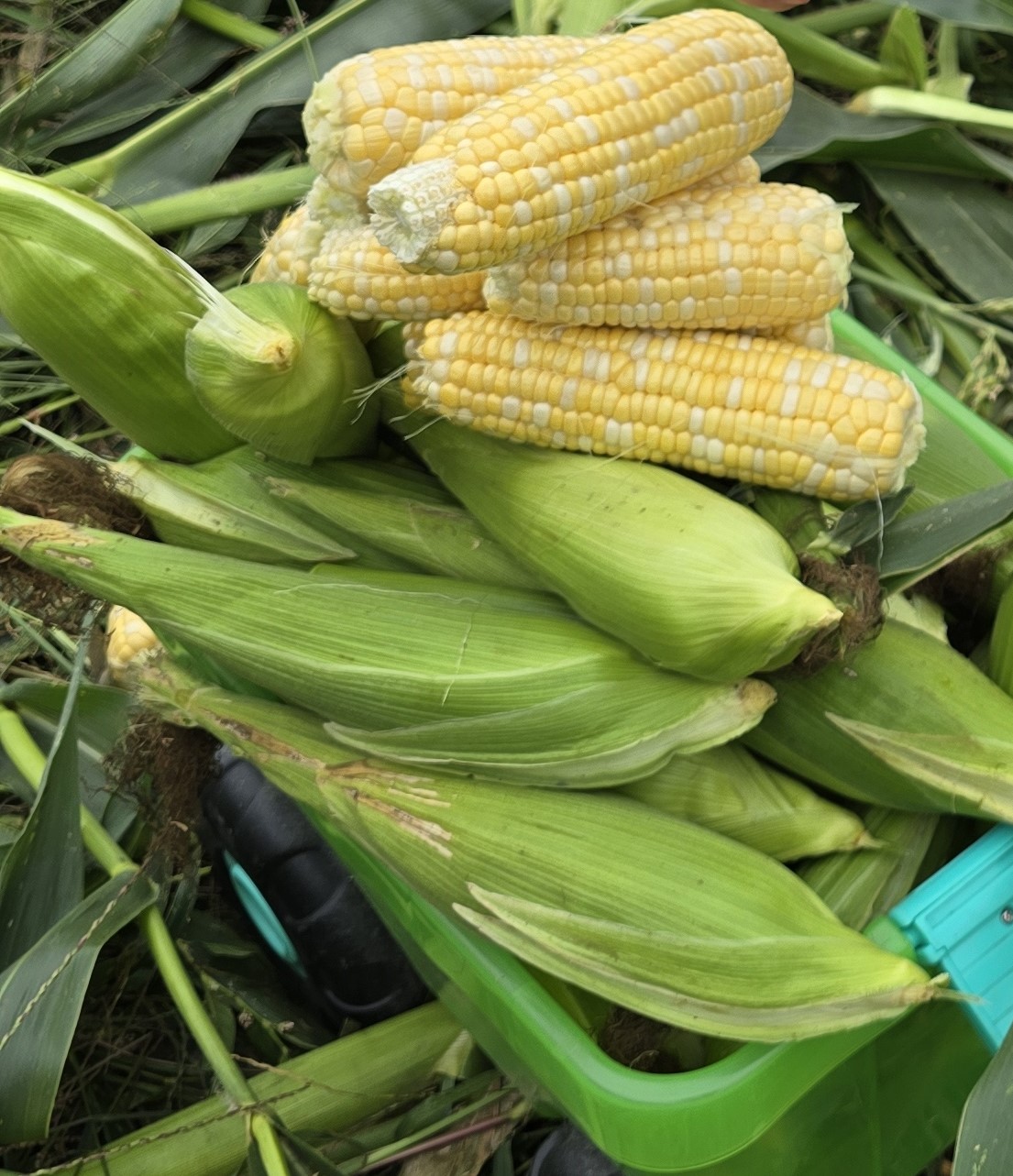 Sweet corn from Suter Farms