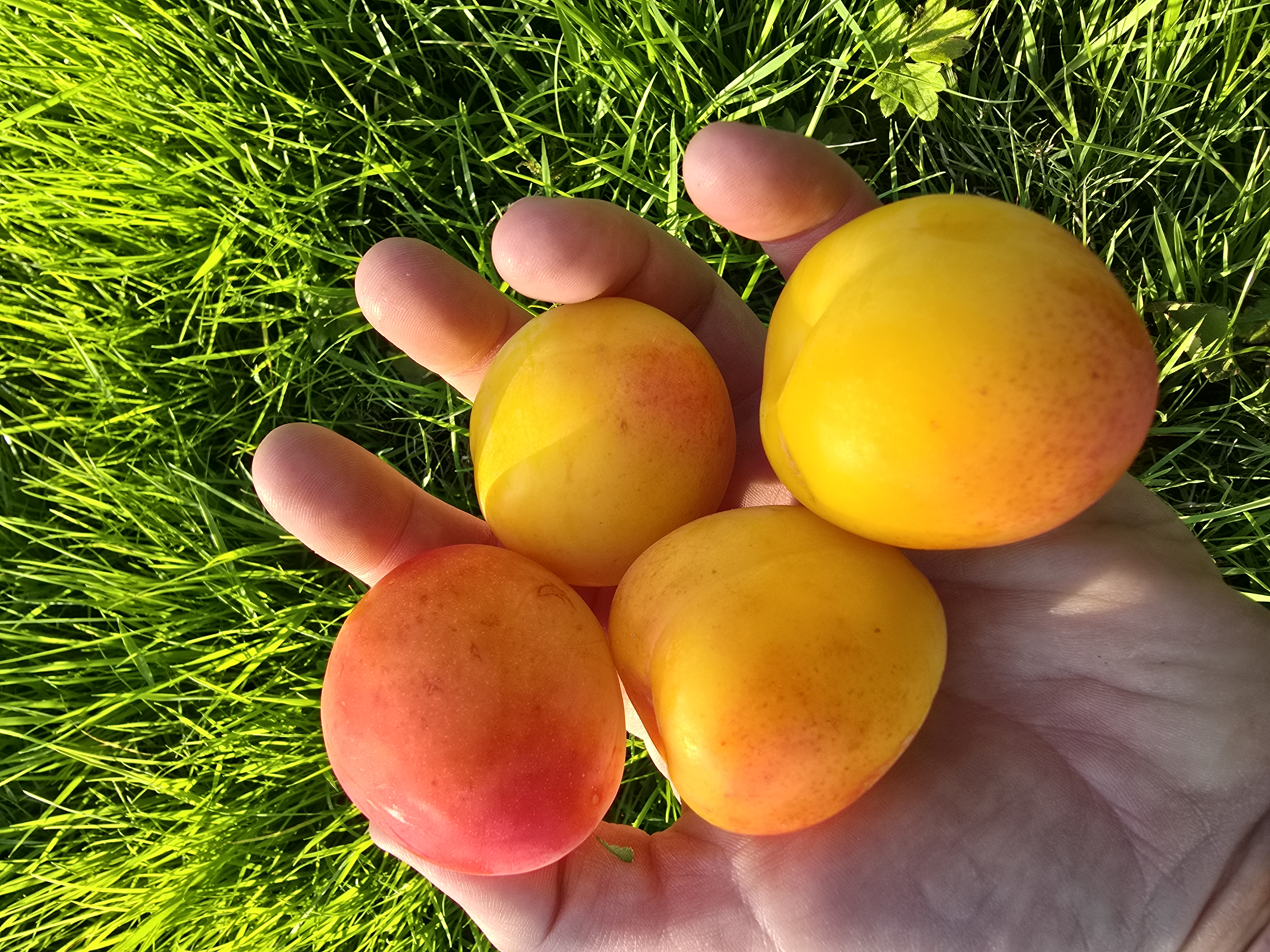 Plums from Suter Farms